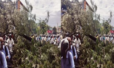 tree fell on the road