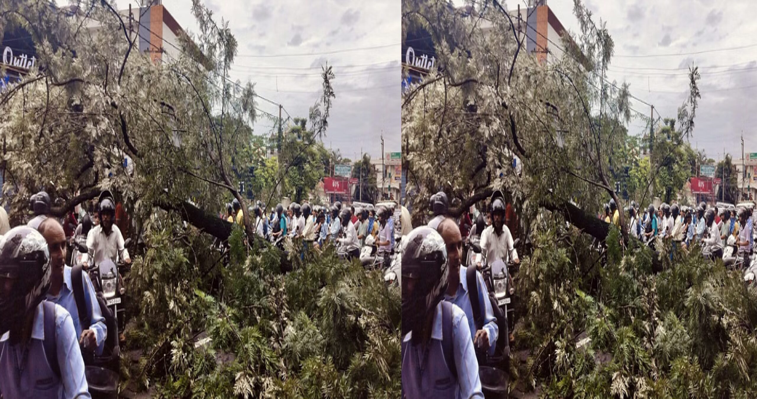 tree fell on the road