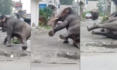 हाथी वीडियो वायरल