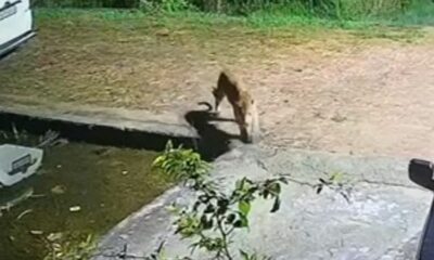 गुलदार की दहशत