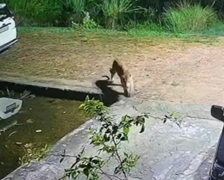 गुलदार की दहशत