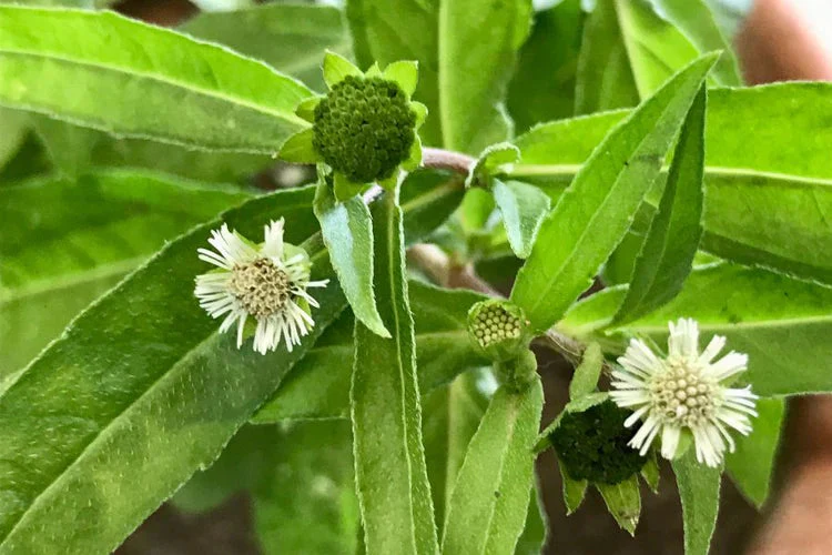 भृंगराज