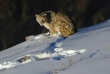 Snow leopard sighting