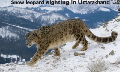 Snow leopard sighting