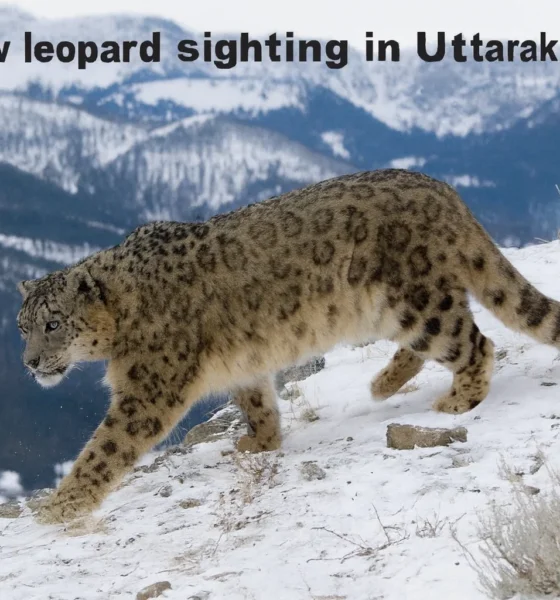 Snow leopard sighting