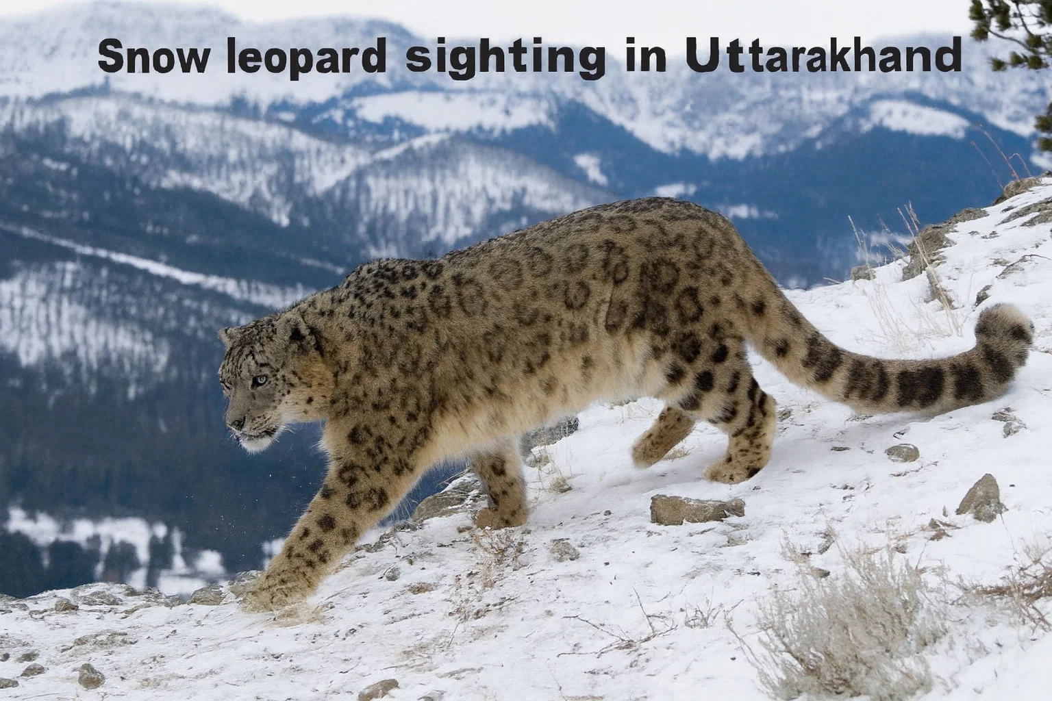 Snow leopard sighting