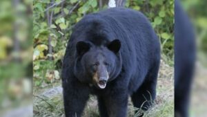 देहरादून : चारा लेने गई महिला पर भालू ने किया हमला, शोर मचाने के कारण बची जान