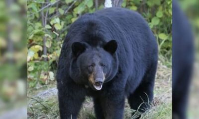 Bear Attack Dehradun