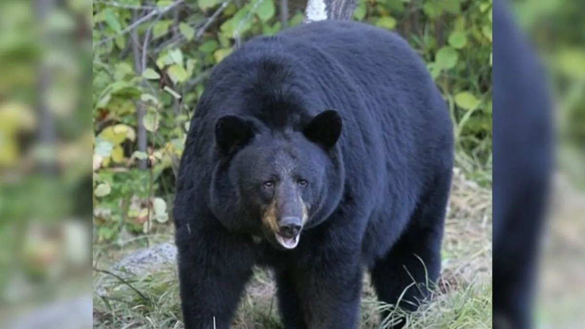 Bear Attack Dehradun