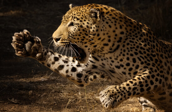leopard attack