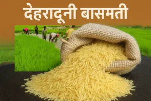 विलुप्ति के कगार पर पहुंची देहरादूनी बासमती को मिला नया जीवन, किसानों को दी जा रही ट्रेनिंग