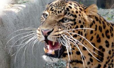 kotdwar leopard attack on minor girl