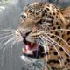 kotdwar leopard attack on minor girl