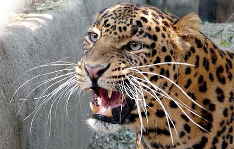 kotdwar leopard attack on minor girl