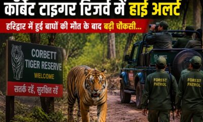 कॉर्बेट टाइगर रिजर्व में हाई अलर्ट , हरिद्वार में हुई बाघों की मौत के बाद बढ़ी चौकसी...