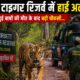 कॉर्बेट टाइगर रिजर्व में हाई अलर्ट , हरिद्वार में हुई बाघों की मौत के बाद बढ़ी चौकसी...