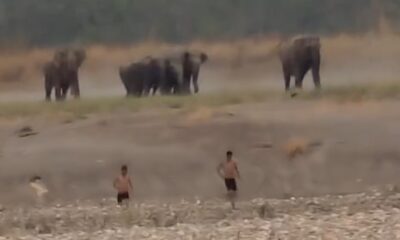 Haridwar News : गंगा पार कर हाथियों के साथ सेल्फी लेना युवकों को पड़ा भारी