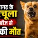 pithoragarh news