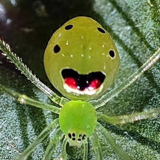 Smiling Spider