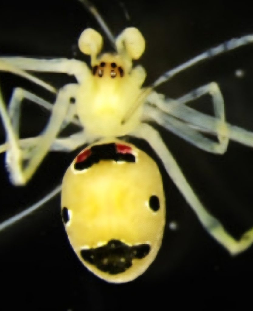 Smiling Spider